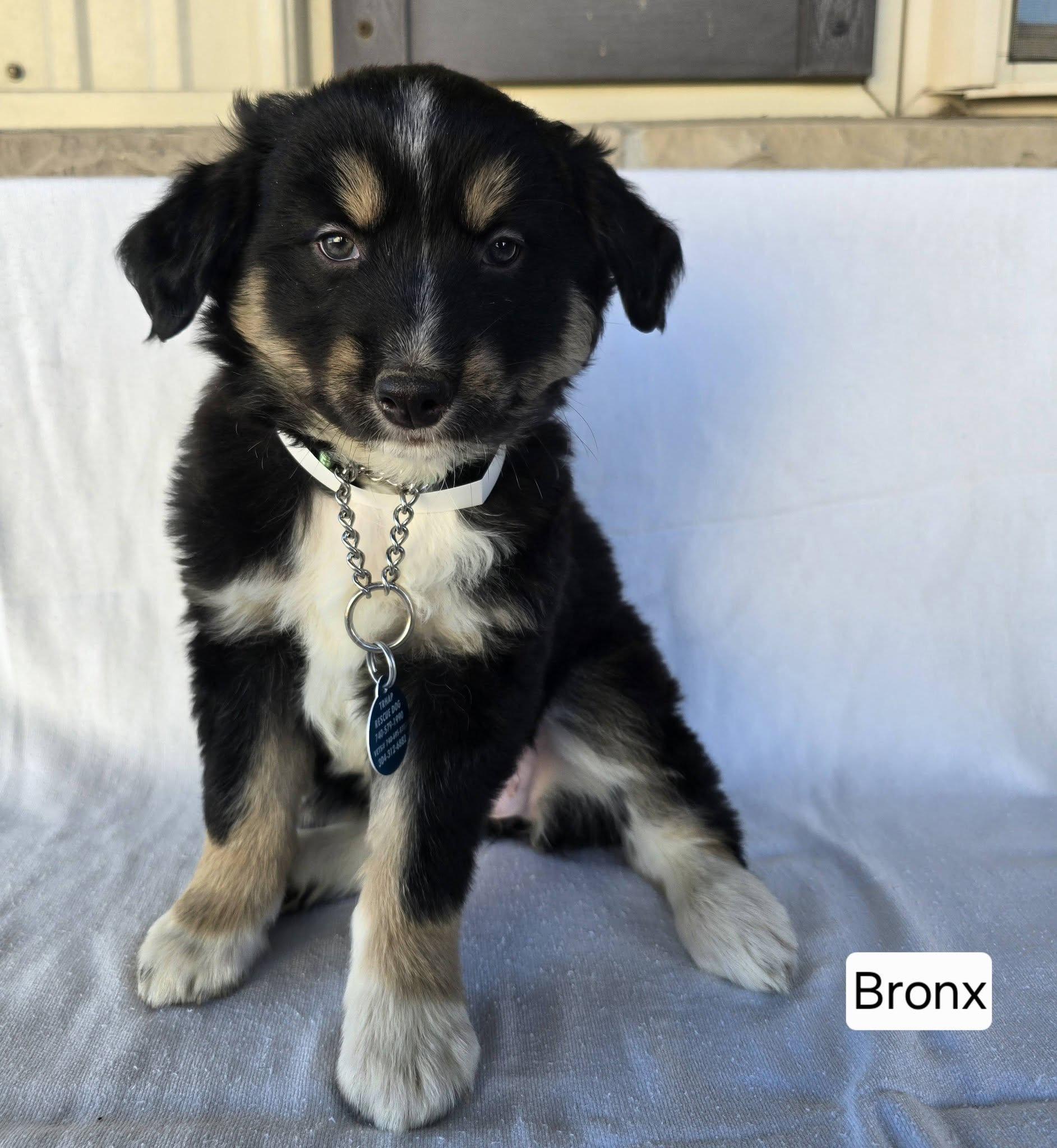 Enlarge Bronx, a ADOPTABLE mixed breed in St. Clairsville, OH image 1/1