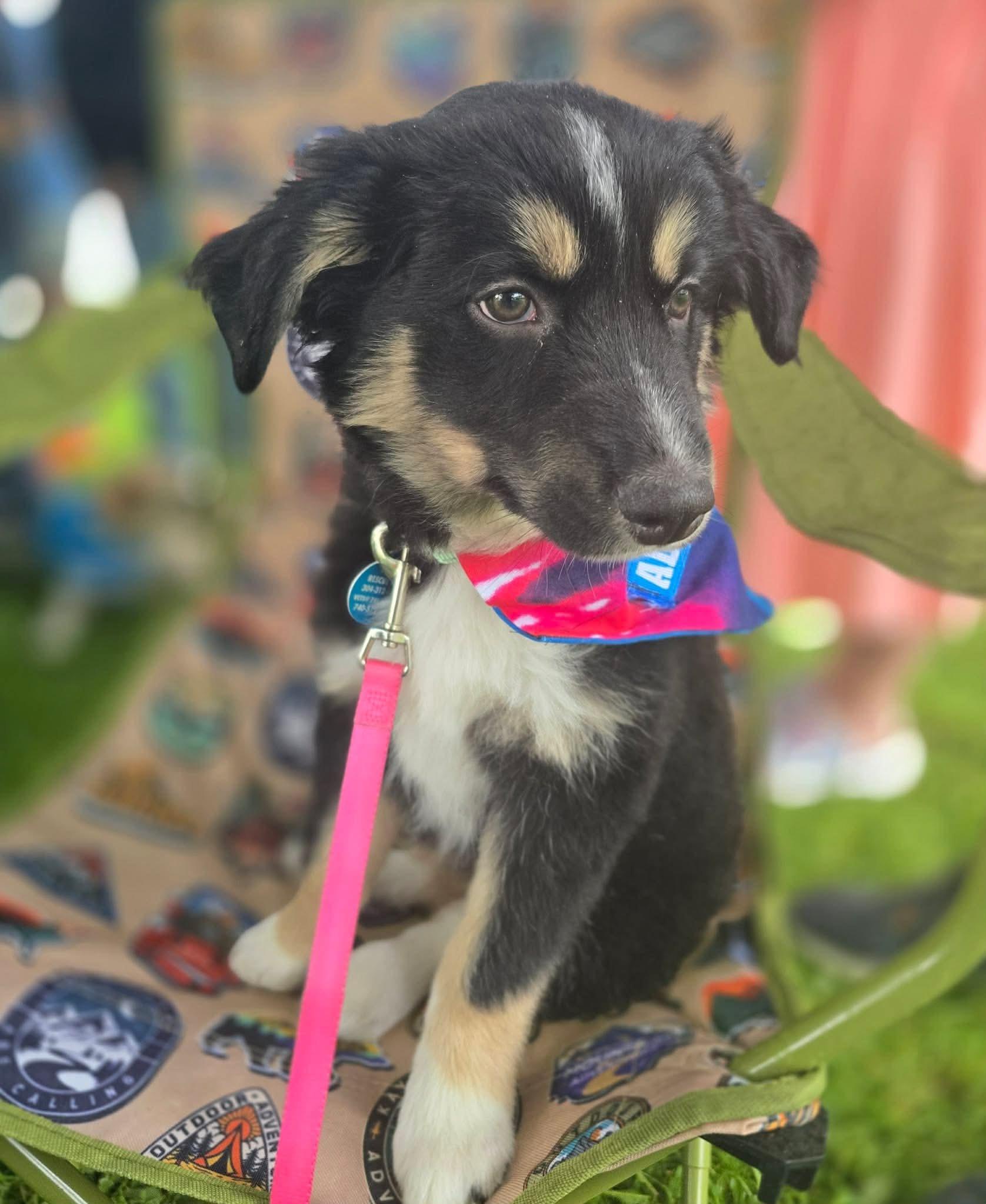 Enlarge Bronx, an adopted mixed breed in St. Clairsville, OH image 1/3