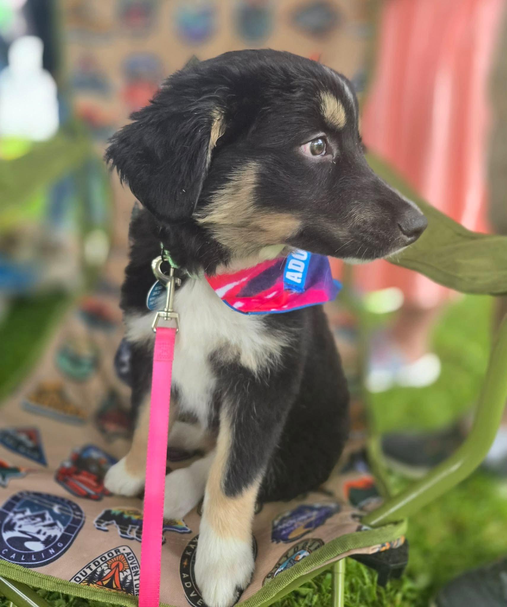 Enlarge Bronx, an adopted mixed breed in St. Clairsville, OH image 2/3