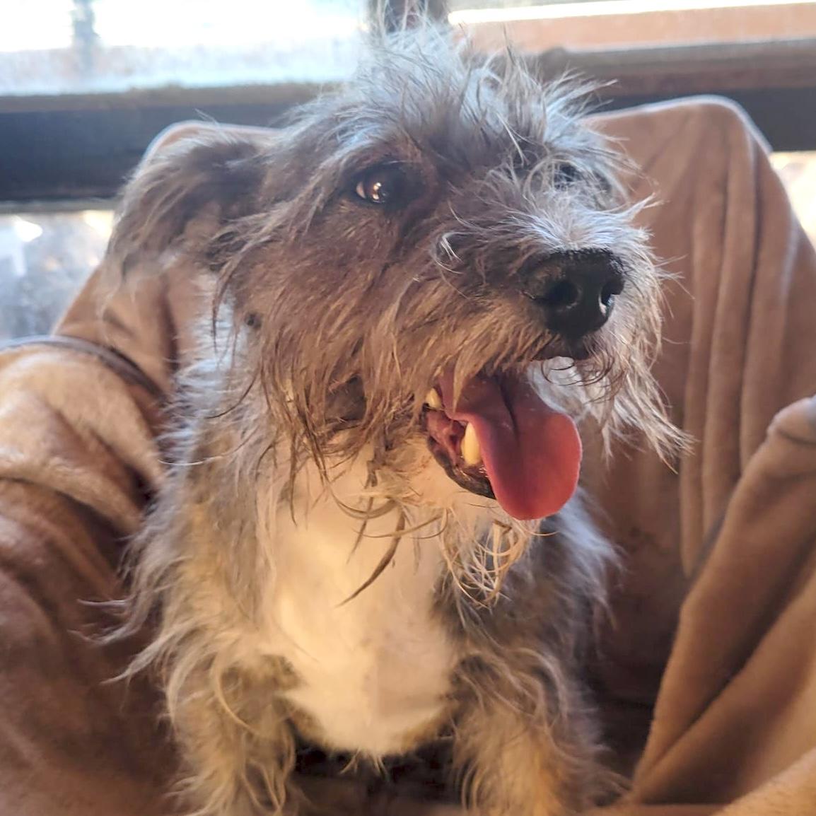 Enlarge Remy, a ADOPTABLE mixed breed in Sherwood, OR image 5/5