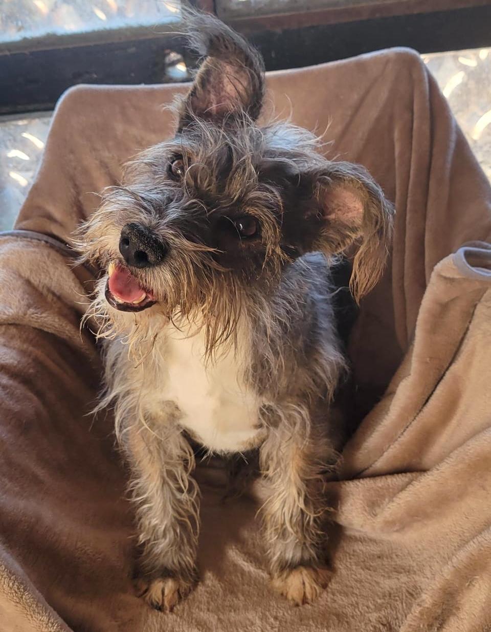 Remy, ADOPTABLE, Adult Male Miniature Schnauzer.