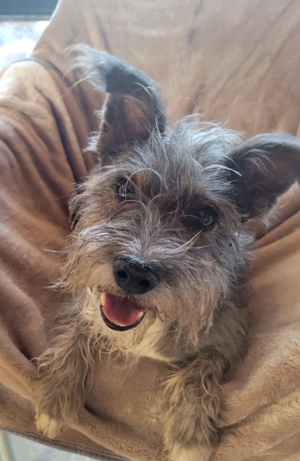 Enlarge Remy, a ADOPTABLE mixed breed in Sherwood, OR image 2/5