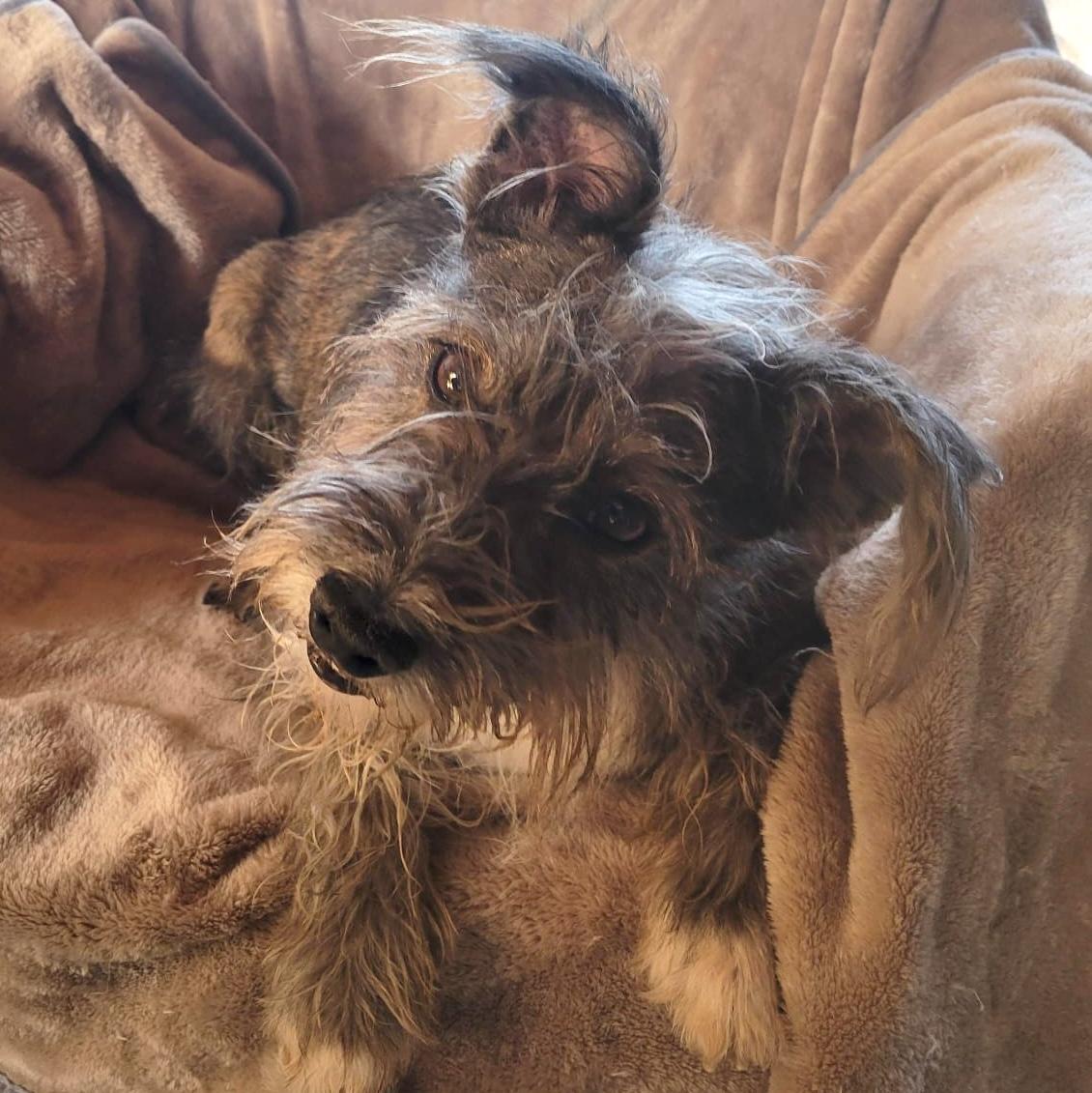 Enlarge Remy, a ADOPTABLE mixed breed in Sherwood, OR image 3/5