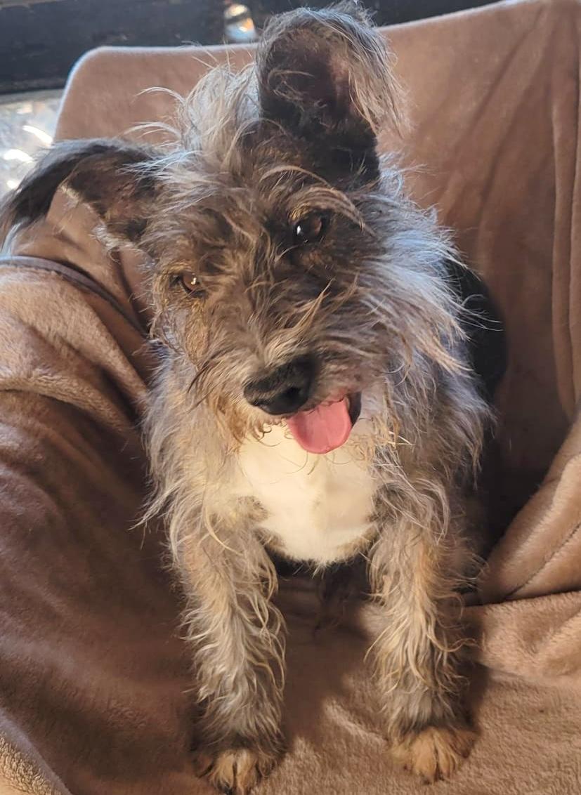 Enlarge Remy, a ADOPTABLE mixed breed in Sherwood, OR image 4/5