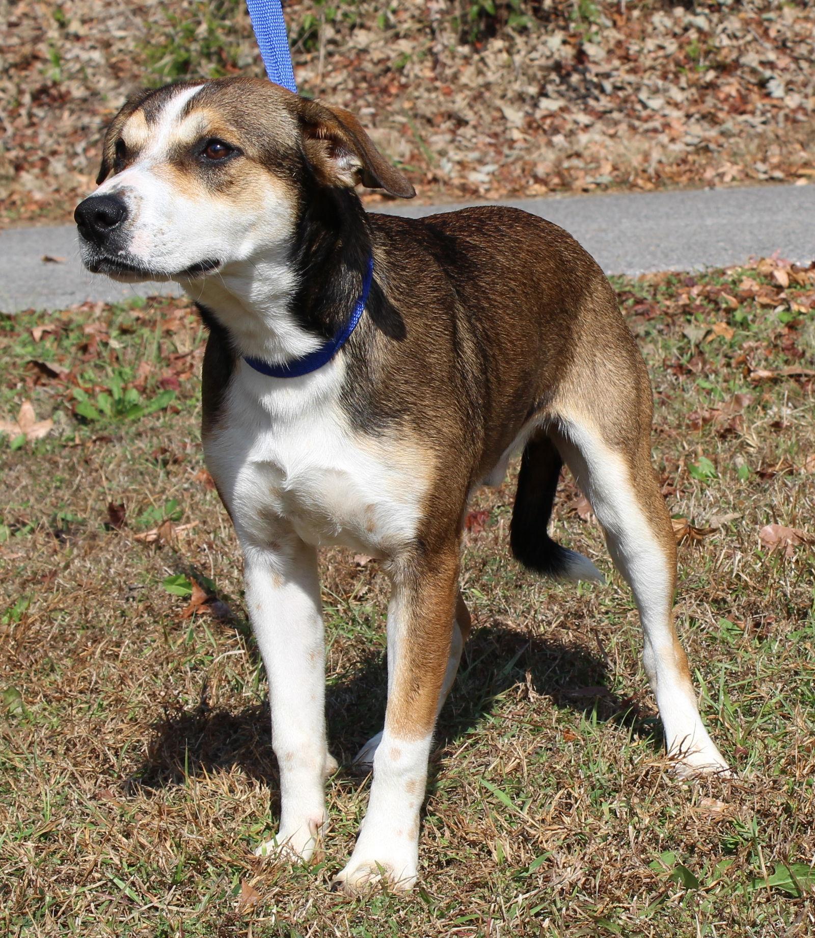 Enlarge Jake 42765, a Adoptable mixed breed in Prattville, AL image 1/3