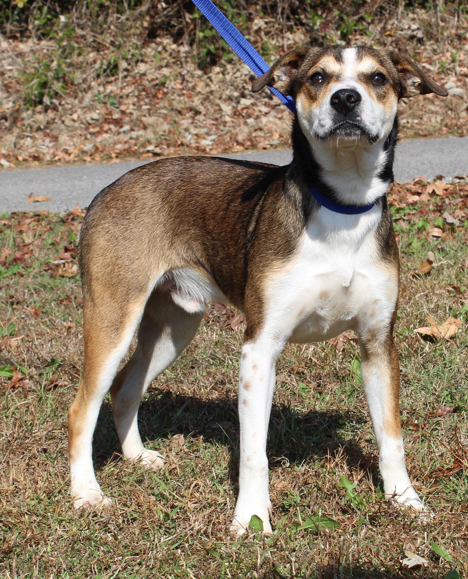 Enlarge Jake 42765, a Adoptable mixed breed in Prattville, AL image 2/3
