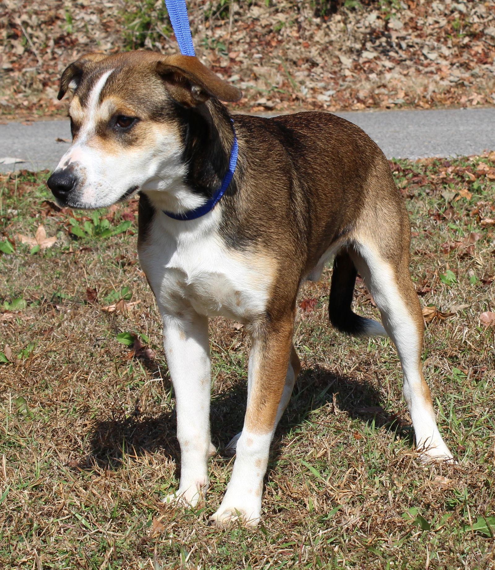 Enlarge Jake 42765, a Adoptable mixed breed in Prattville, AL image 3/3