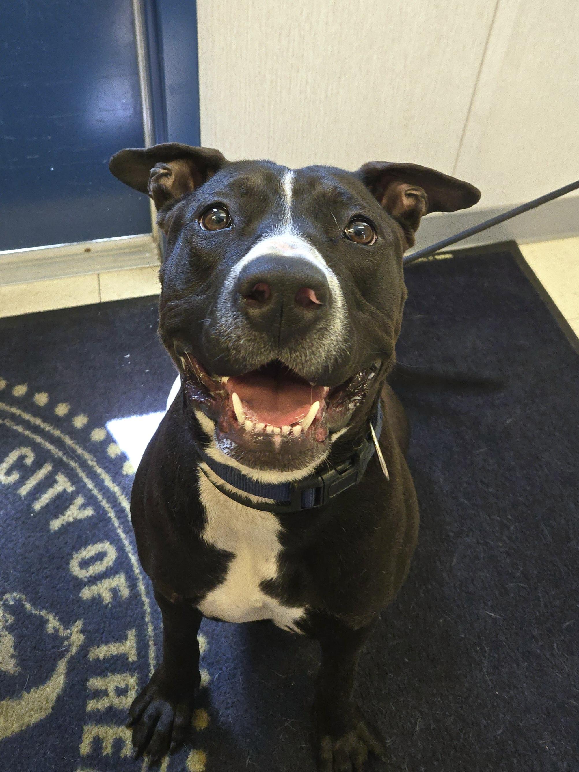 Enlarge Stelena, a ADOPTABLE Pit Bull Terrier in Trenton, NJ image 1/1