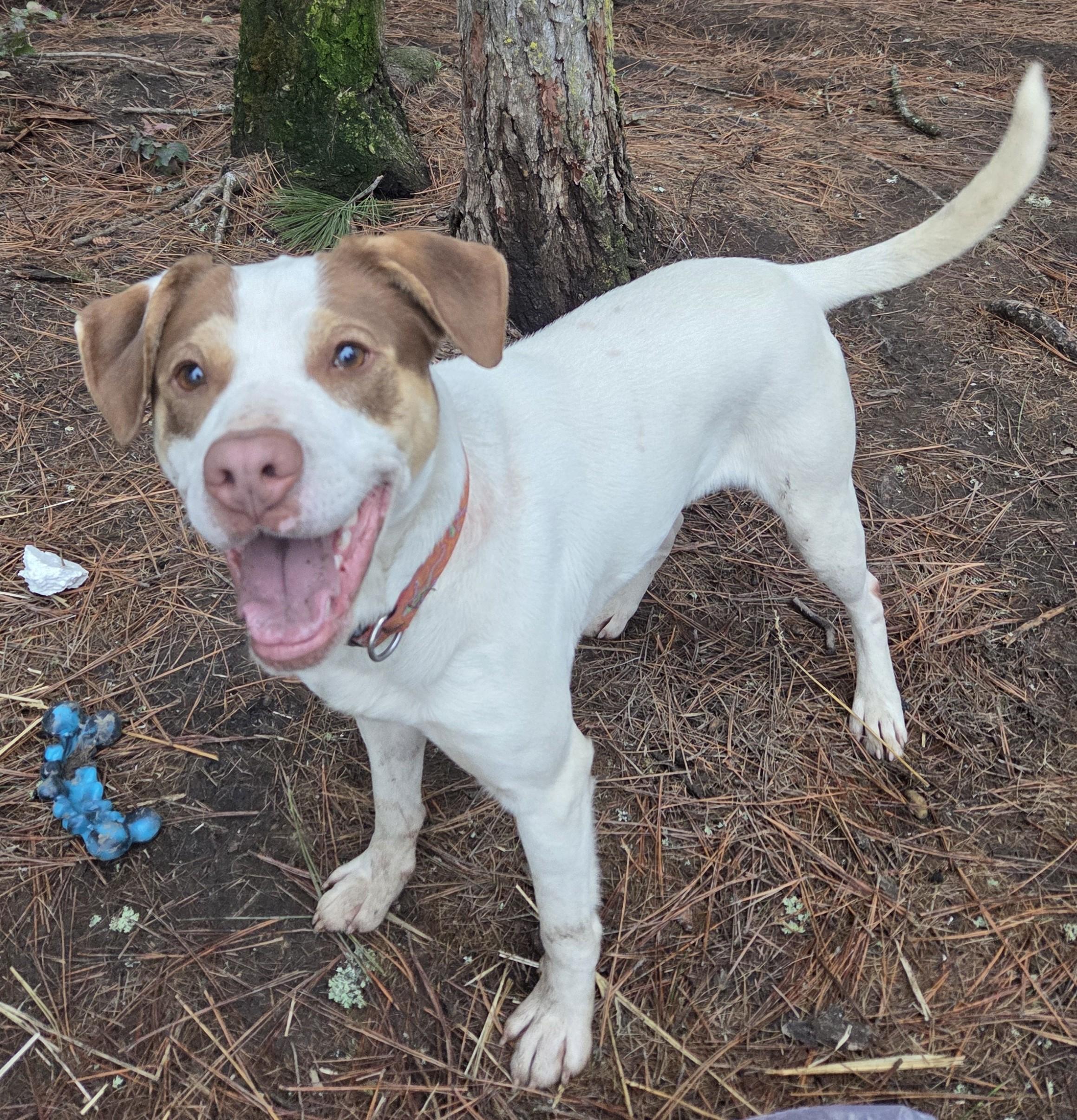 Enlarge Junior, a ADOPTABLE mixed breed in Libby, MT image 5/6