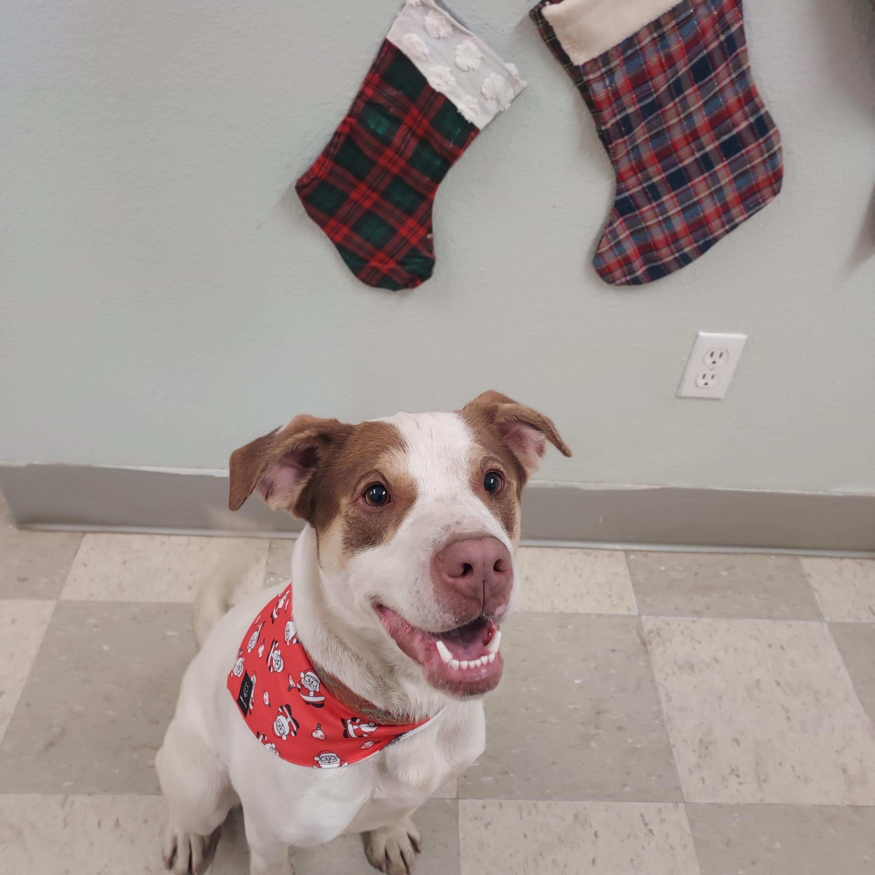 Enlarge Junior, a ADOPTABLE mixed breed in Libby, MT image 3/6