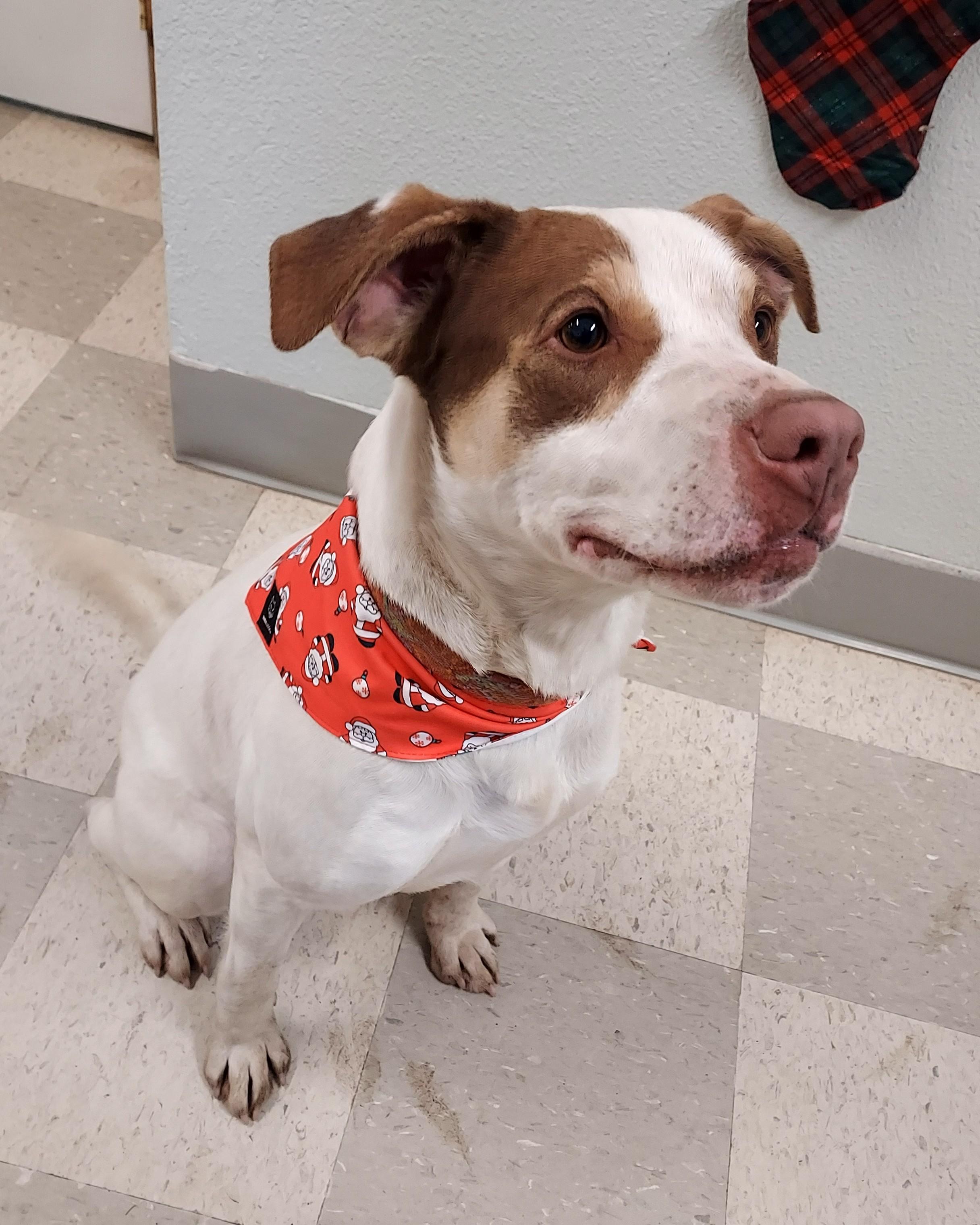 Enlarge Junior, a ADOPTABLE mixed breed in Libby, MT image 4/6