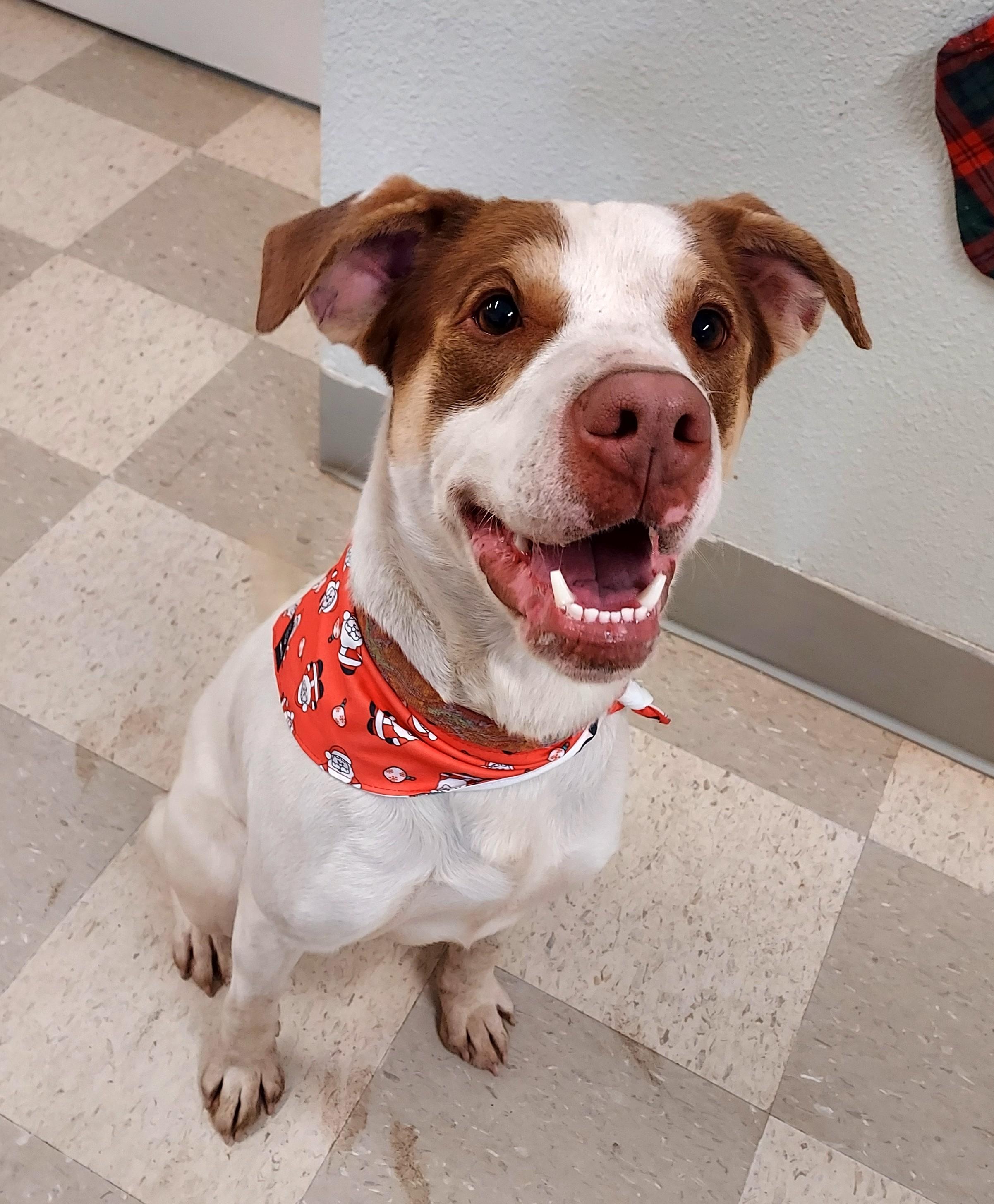 Junior, ADOPTABLE, Young Male Hound.