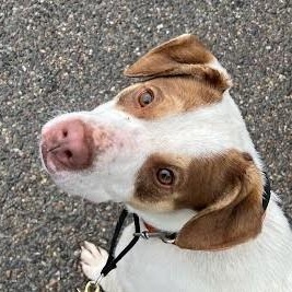 Enlarge Junior, a ADOPTABLE mixed breed in Libby, MT image 2/6