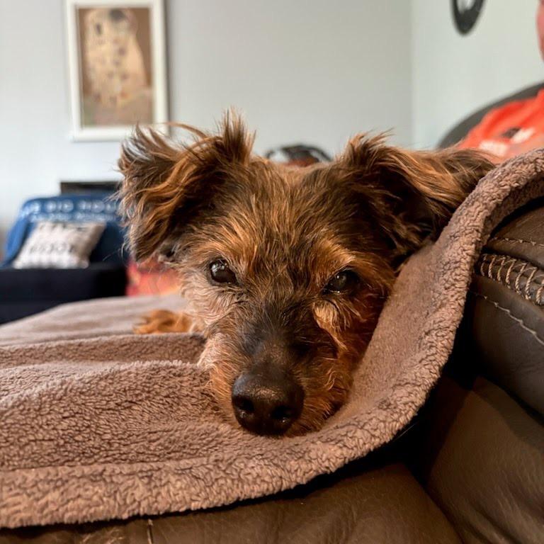 Hotch, Adoptable, Senior Male Yorkshire Terrier & Shih Tzu.