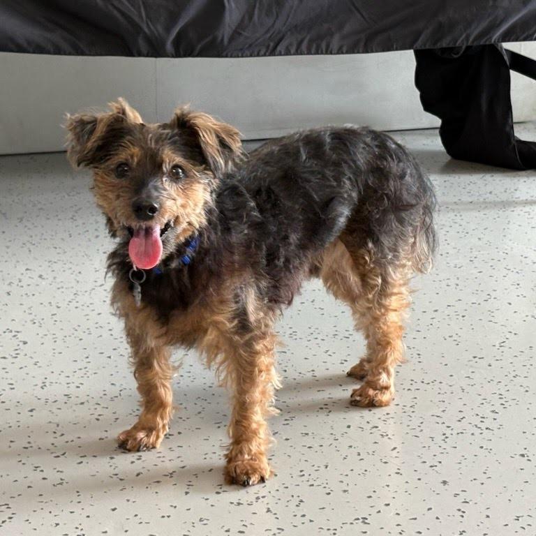 Hotch, a Adoptable mixed breed in Northville, MI image 2/6