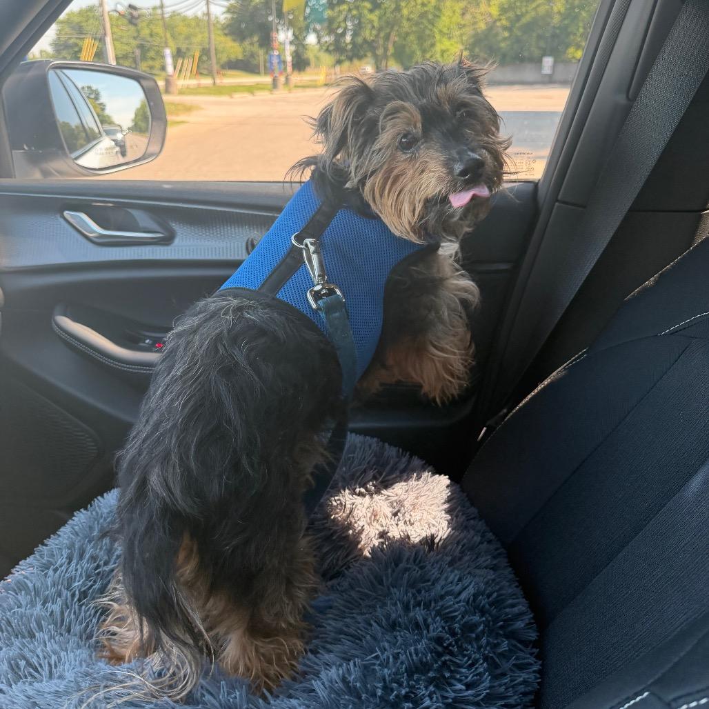 Hotch, Adoptable, Senior Male Yorkshire Terrier & Shih Tzu.