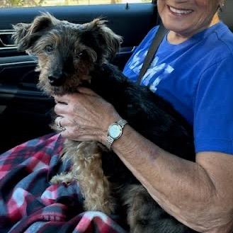 Hotch, a Adoptable mixed breed in Northville, MI image 3/6
