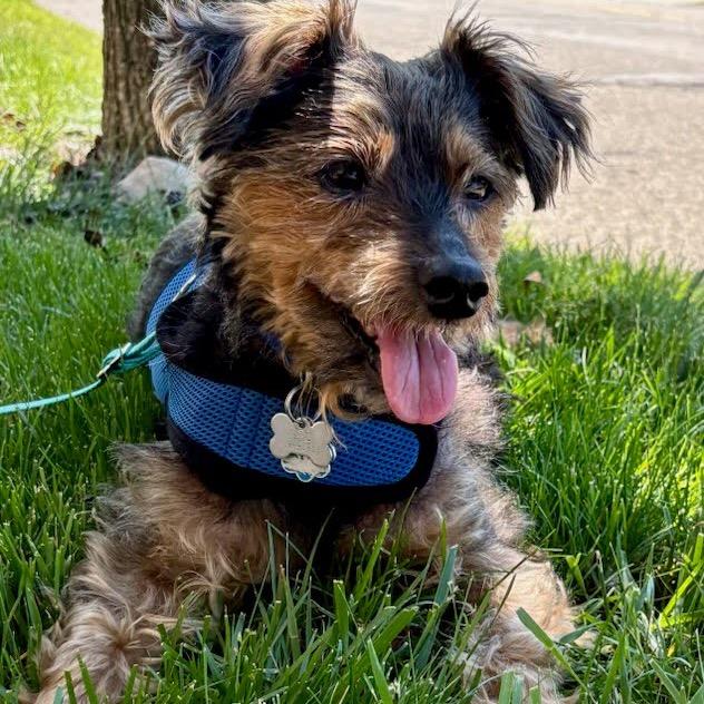 Hotch, a Adoptable mixed breed in Northville, MI image 4/6