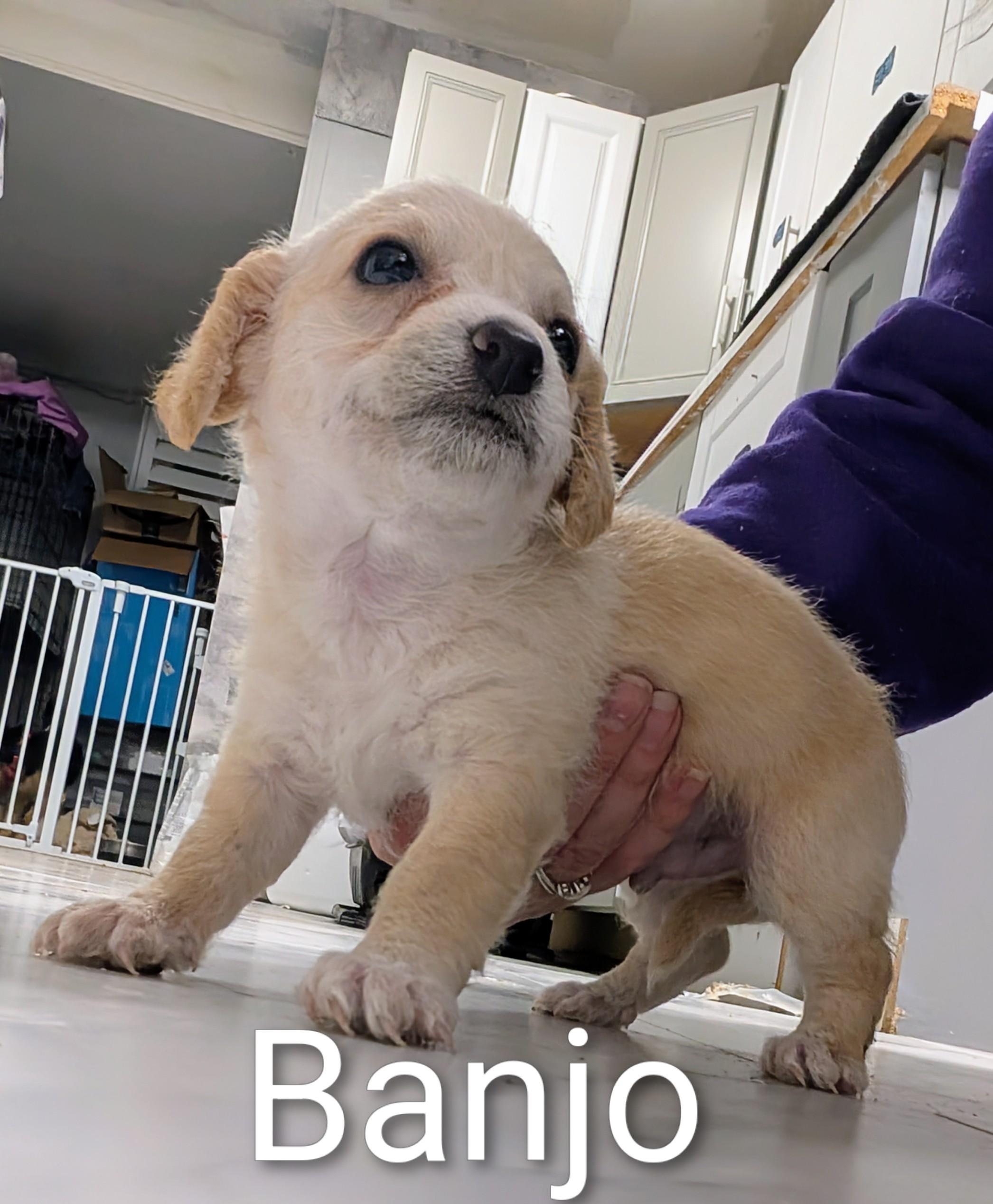 Enlarge Banjo, a ADOPTABLE mixed breed in Saint David, AZ image 1/1