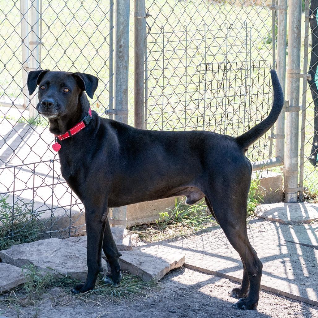 Enlarge Cole, a Adoptable mixed breed in Wimberley, TX image 1/6