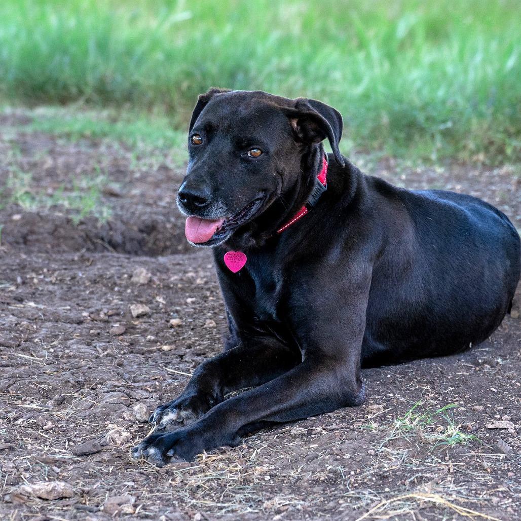 Enlarge Cole, a Adoptable mixed breed in Wimberley, TX image 2/6