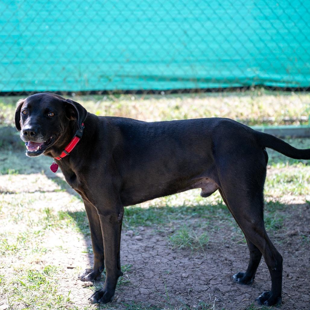 Enlarge Cole, a Adoptable mixed breed in Wimberley, TX image 3/6