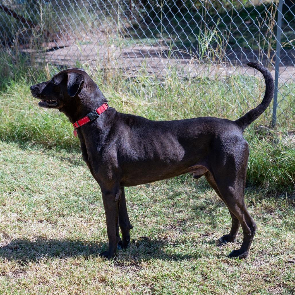 Enlarge Cole, a Adoptable mixed breed in Wimberley, TX image 4/6