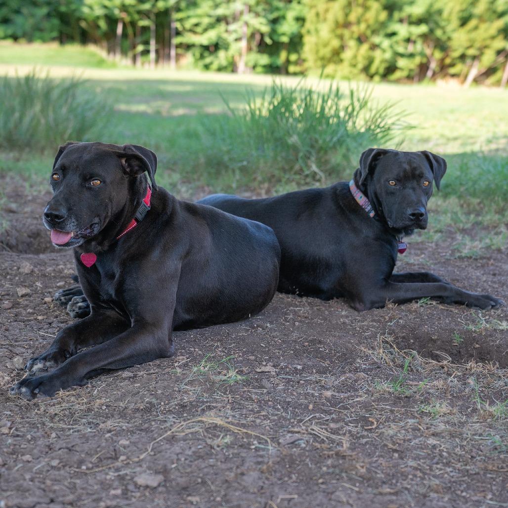 Enlarge Cole, a Adoptable mixed breed in Wimberley, TX image 5/6
