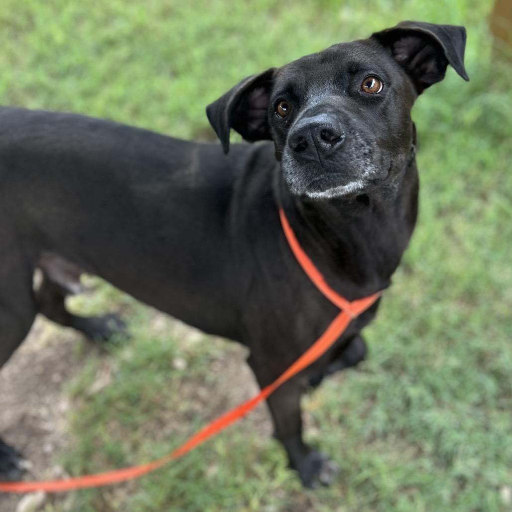 Enlarge Cole, a Adoptable mixed breed in Wimberley, TX image 6/6
