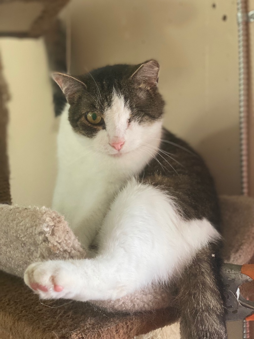 Jude, Adoptable, Adult Male Domestic Short Hair.