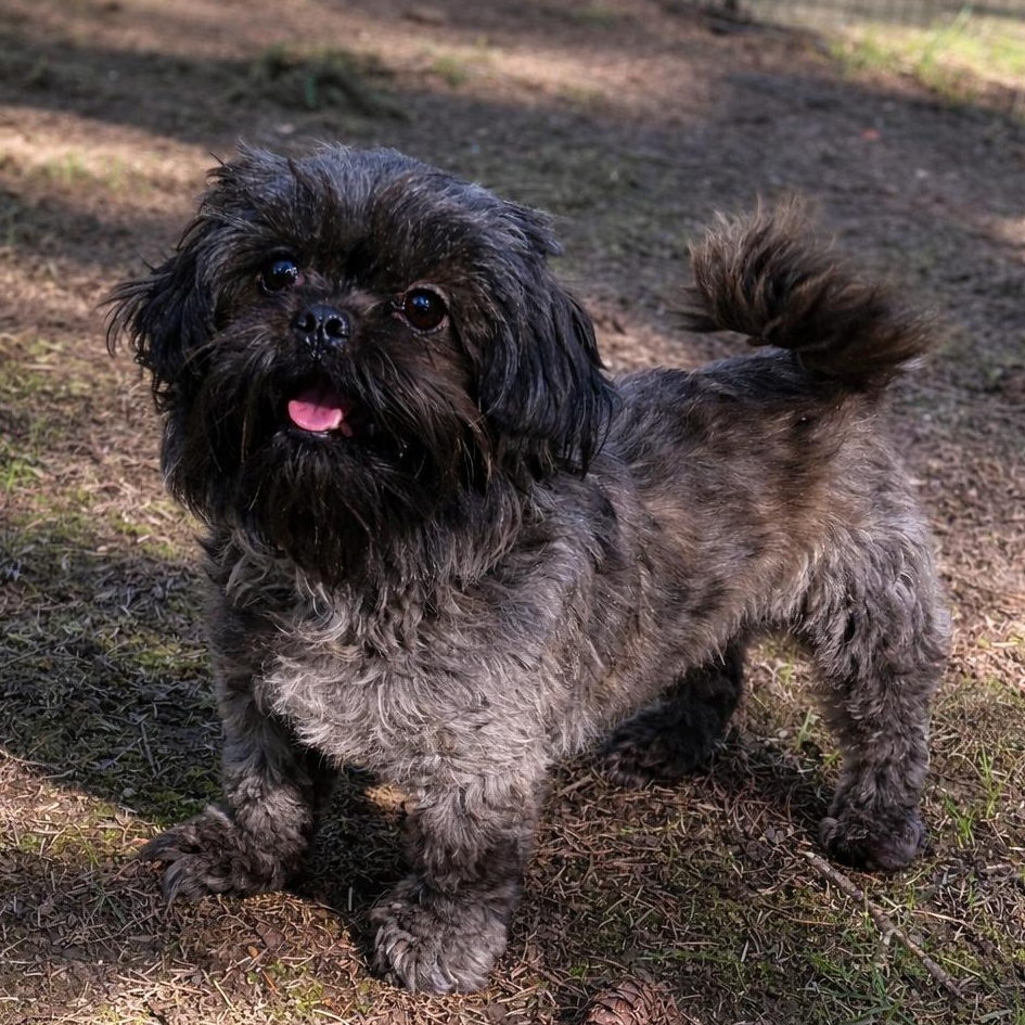 Maggie , ADOPTABLE, Adult Female Shih Tzu.