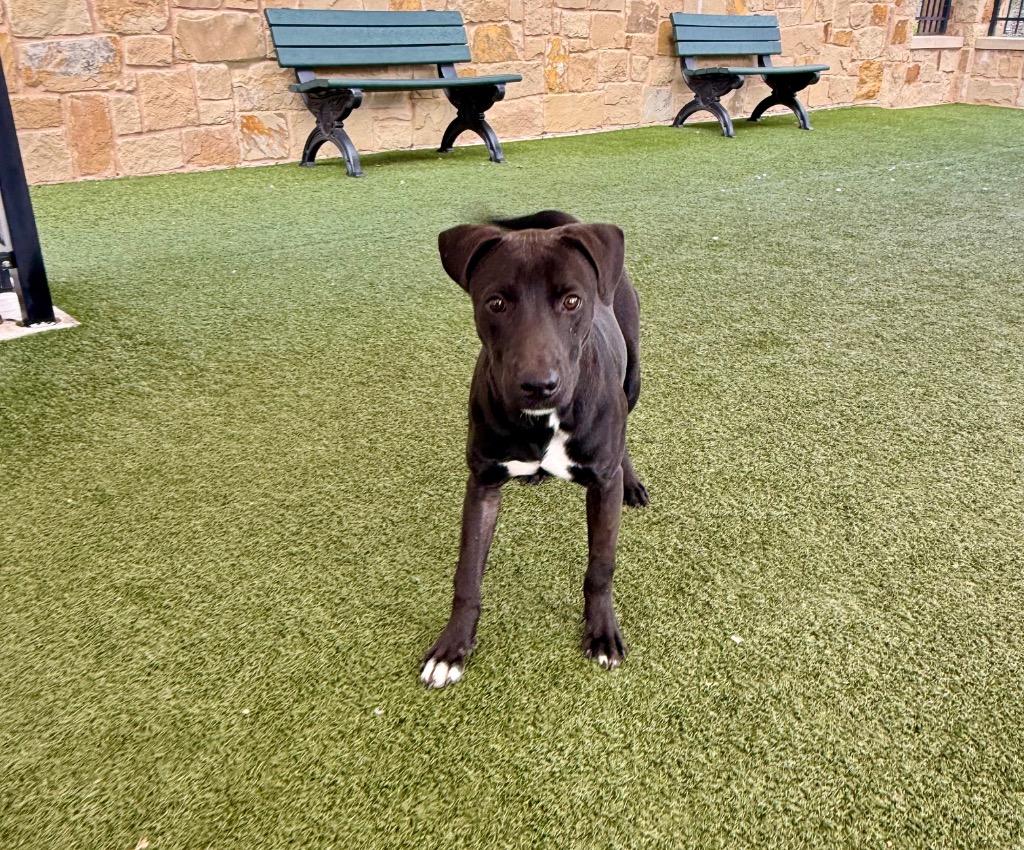 Jack, Adoptable, Puppy Male Labrador Retriever.