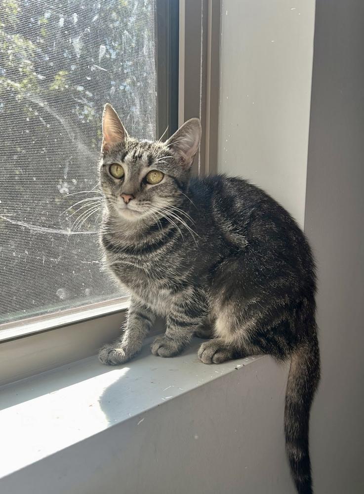 Molly AM, a Adoptable Domestic Short Hair in Greenville, SC image 1/4