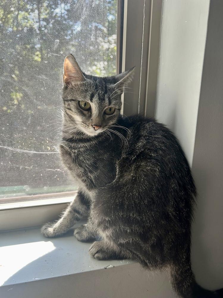 Molly AM, a Adoptable Domestic Short Hair in Greenville, SC image 2/4