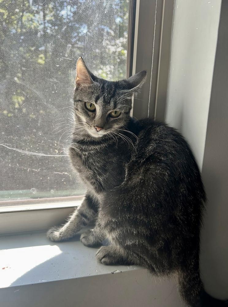 Molly AM, a Adoptable Domestic Short Hair in Greenville, SC image 3/4