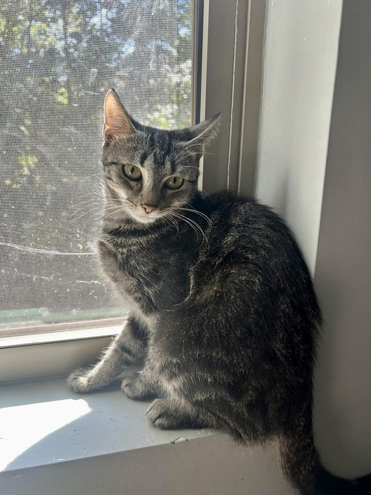 Molly AM, a Adoptable Domestic Short Hair in Greenville, SC image 4/4
