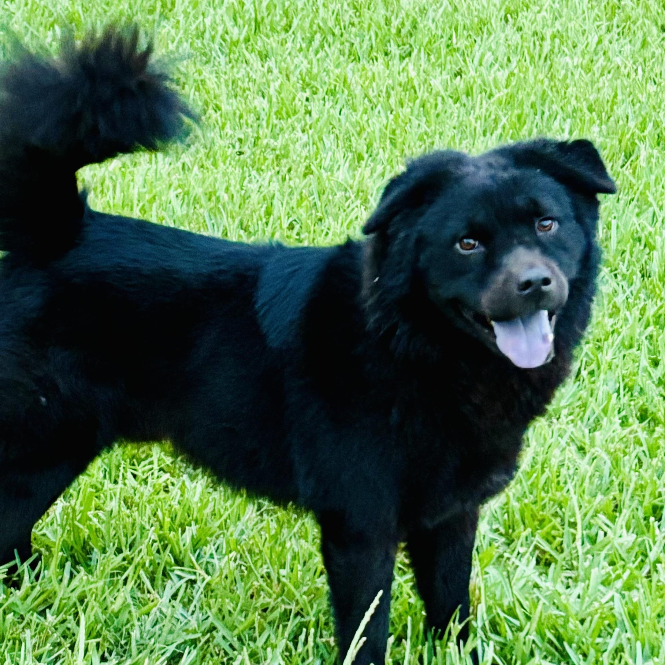 Teddy Bear! Sweet and gentle!, Young Male Chow Chow