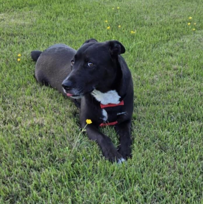 Pepper, Young Female Black Labrador Retriever