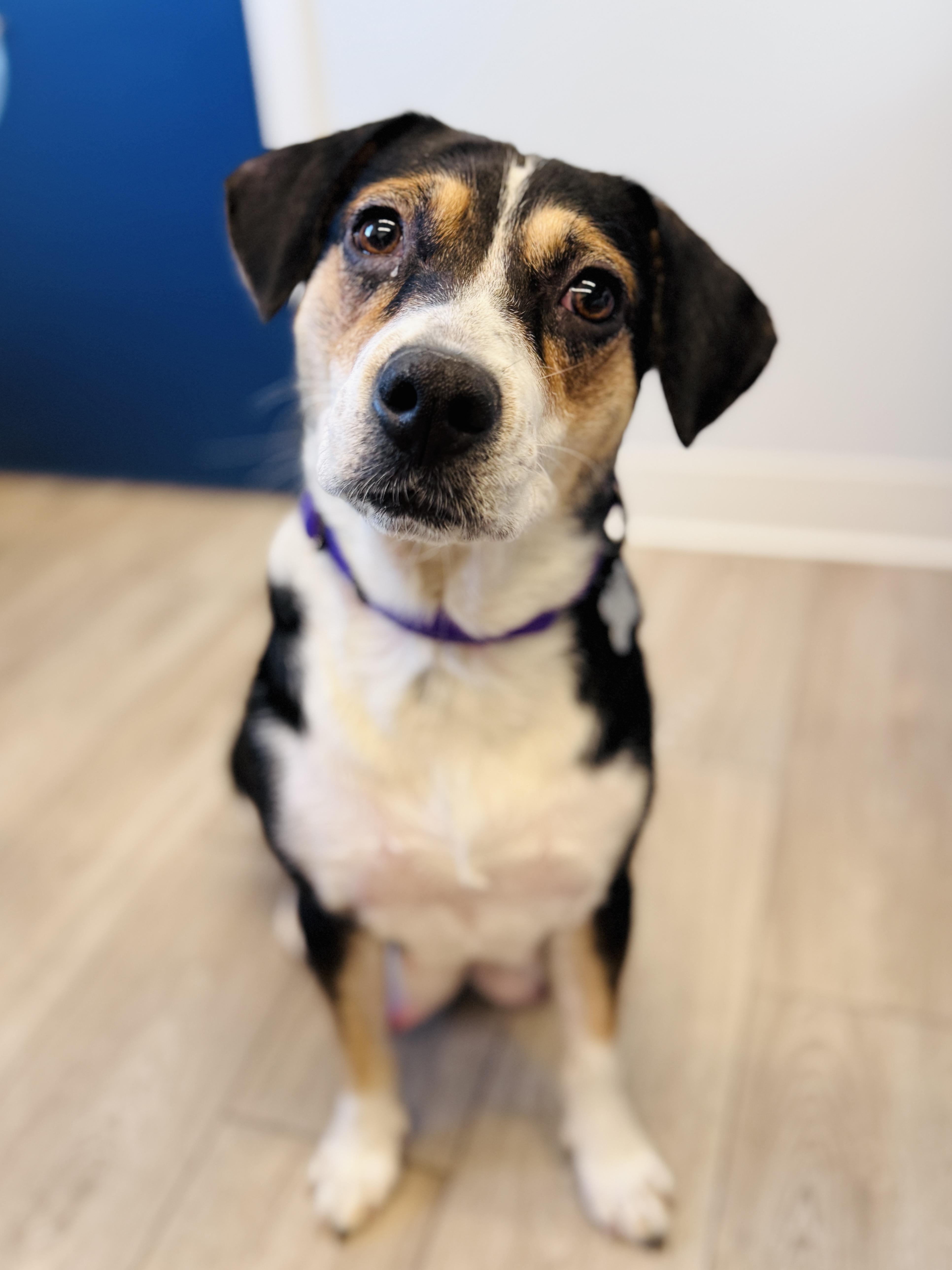 Shyla, an adoptable mixed breed in Palatine, IL image 2/6