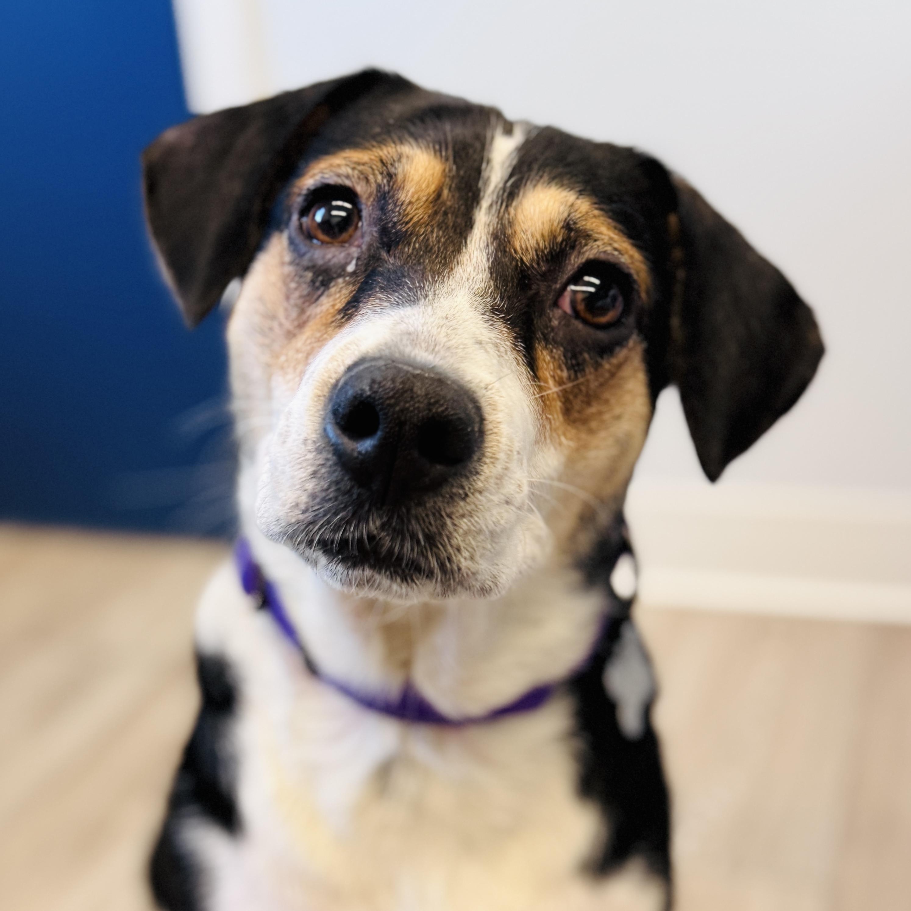 Shyla, an adoptable mixed breed in Palatine, IL image 3/6