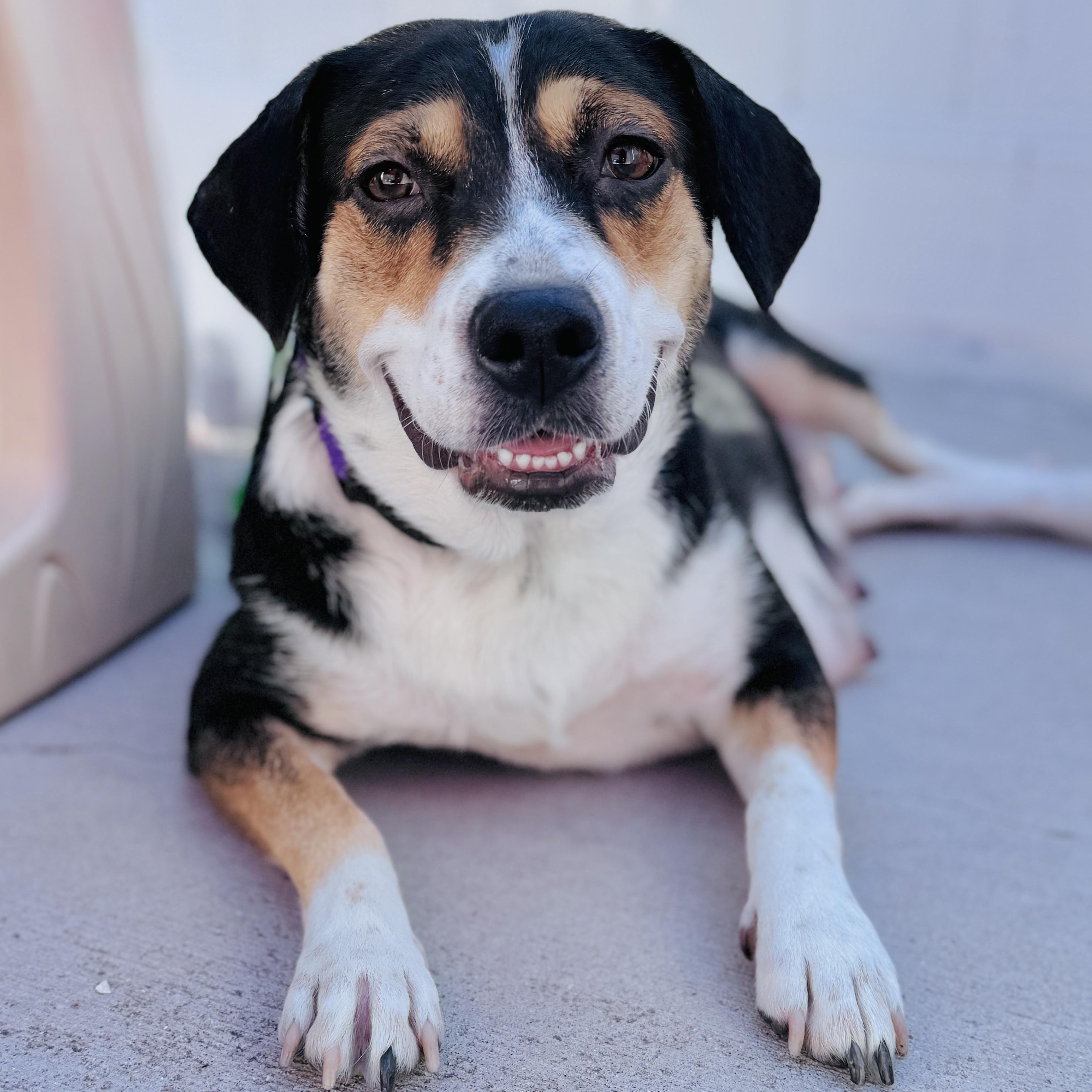 Shyla, an adoptable mixed breed in Palatine, IL image 6/6