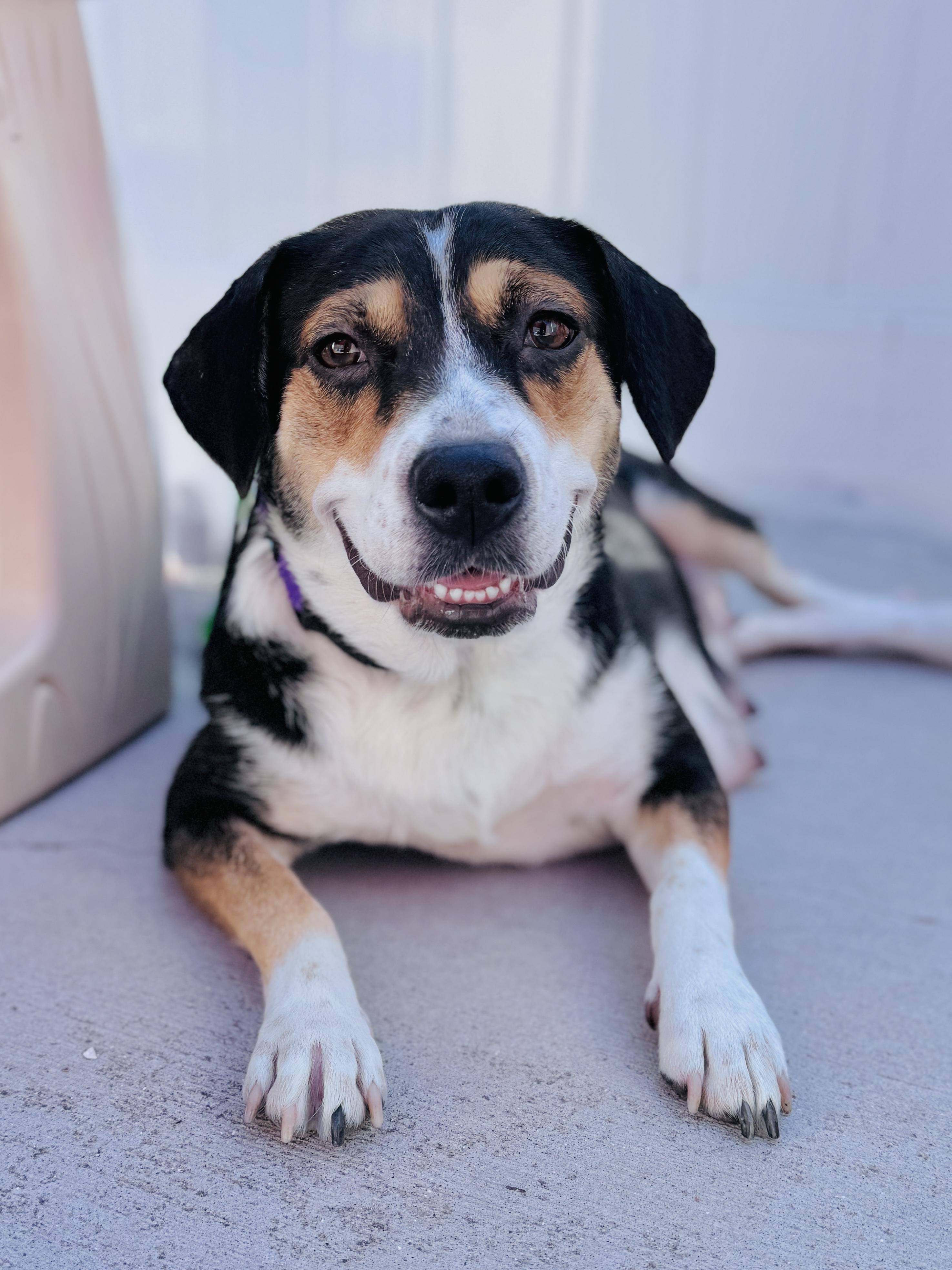 Shyla, an adoptable mixed breed in Palatine, IL image 6/6