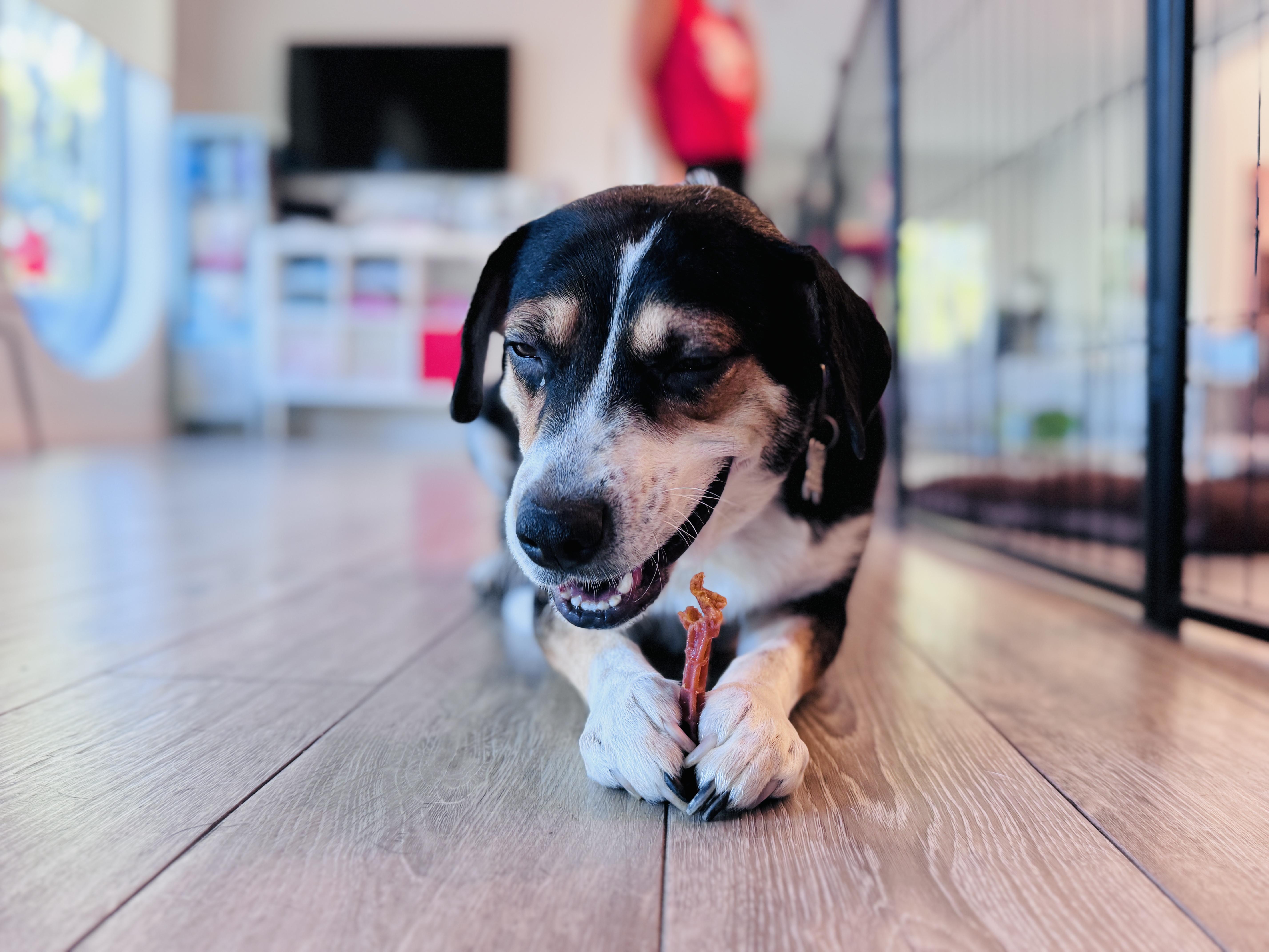 Shyla, an adoptable mixed breed in Palatine, IL image 4/6