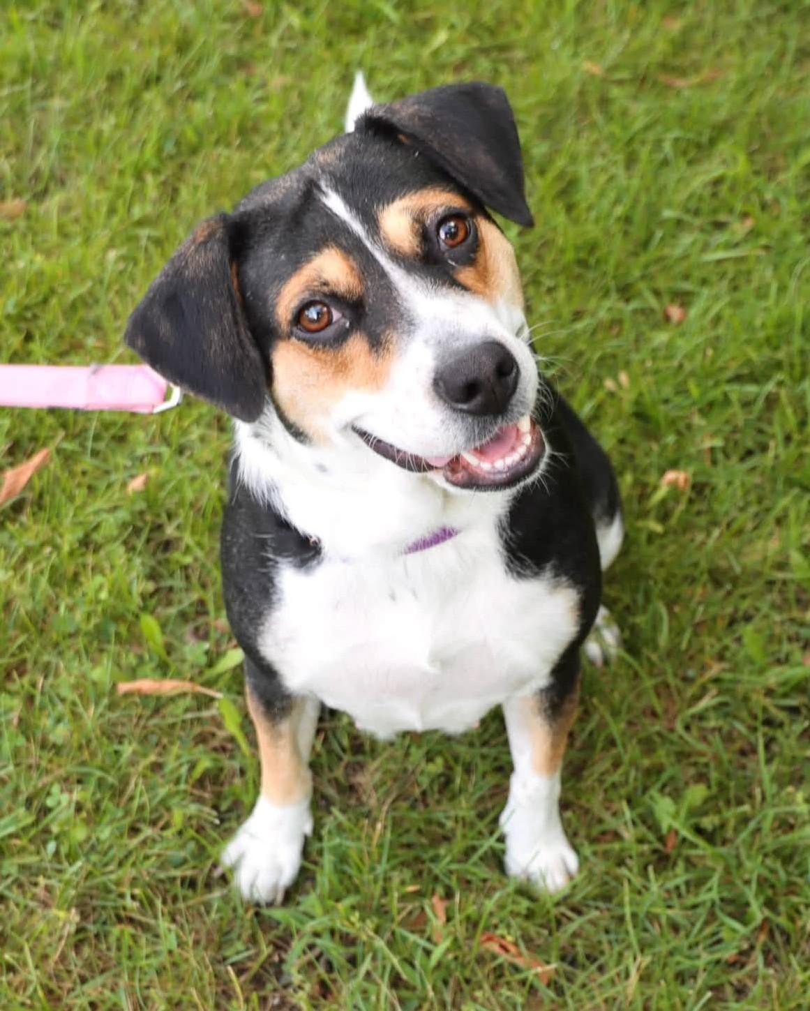 Shyla, adoptable, Young Female Beagle & Mixed Breed.