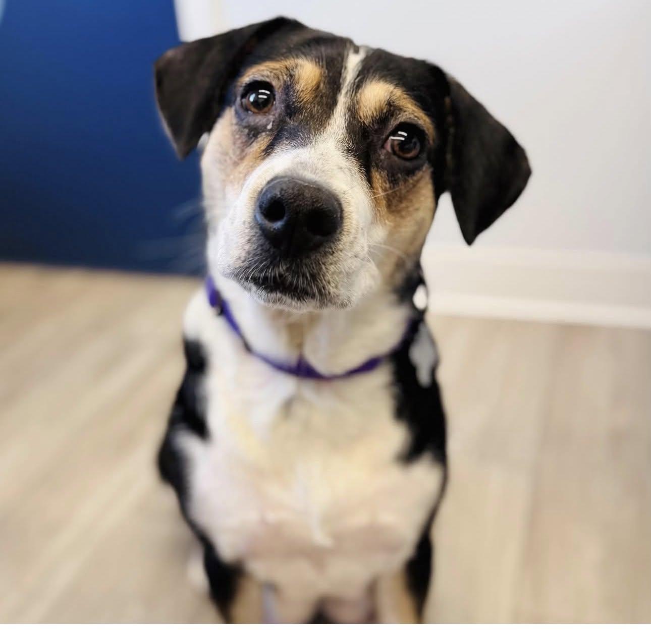 Shyla, an adoptable mixed breed in Palatine, IL image 2/6