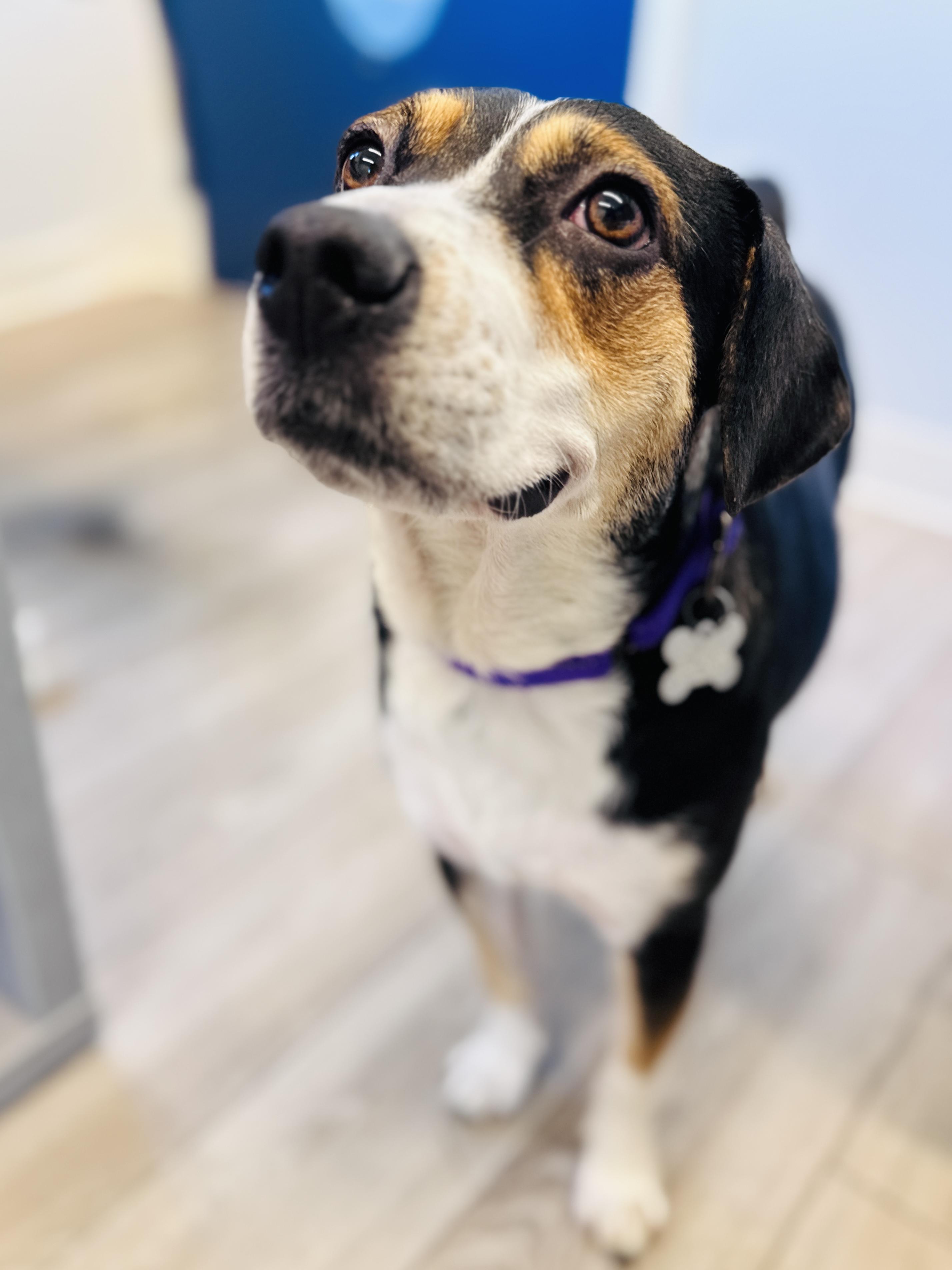 Shyla, an adoptable mixed breed in Palatine, IL image 5/6