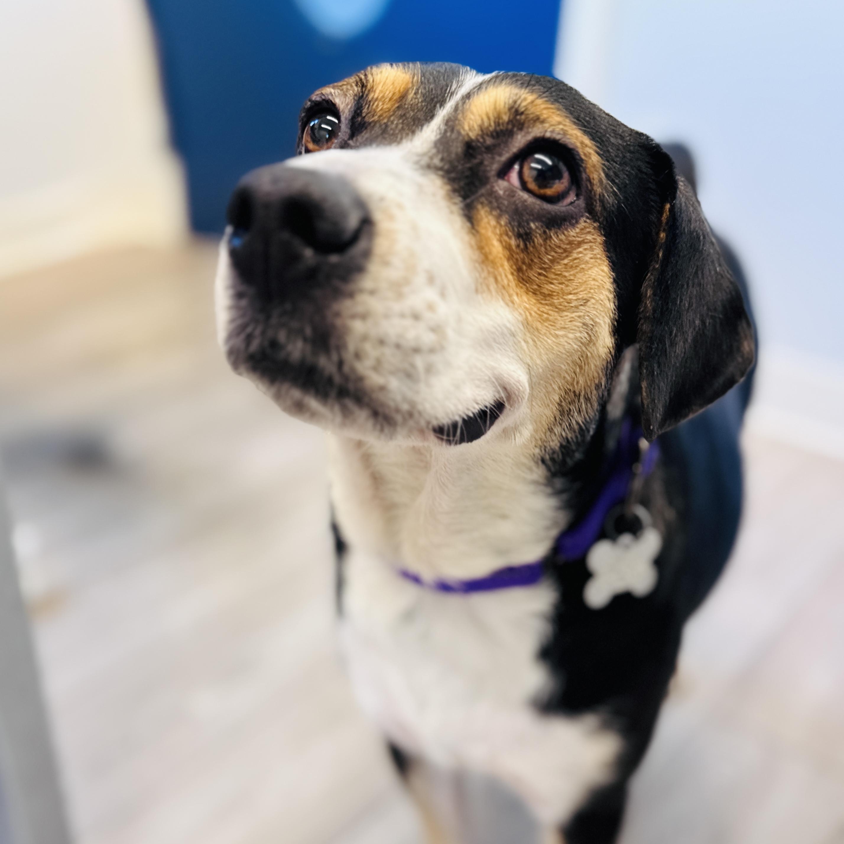 Shyla, an adoptable mixed breed in Palatine, IL image 5/6