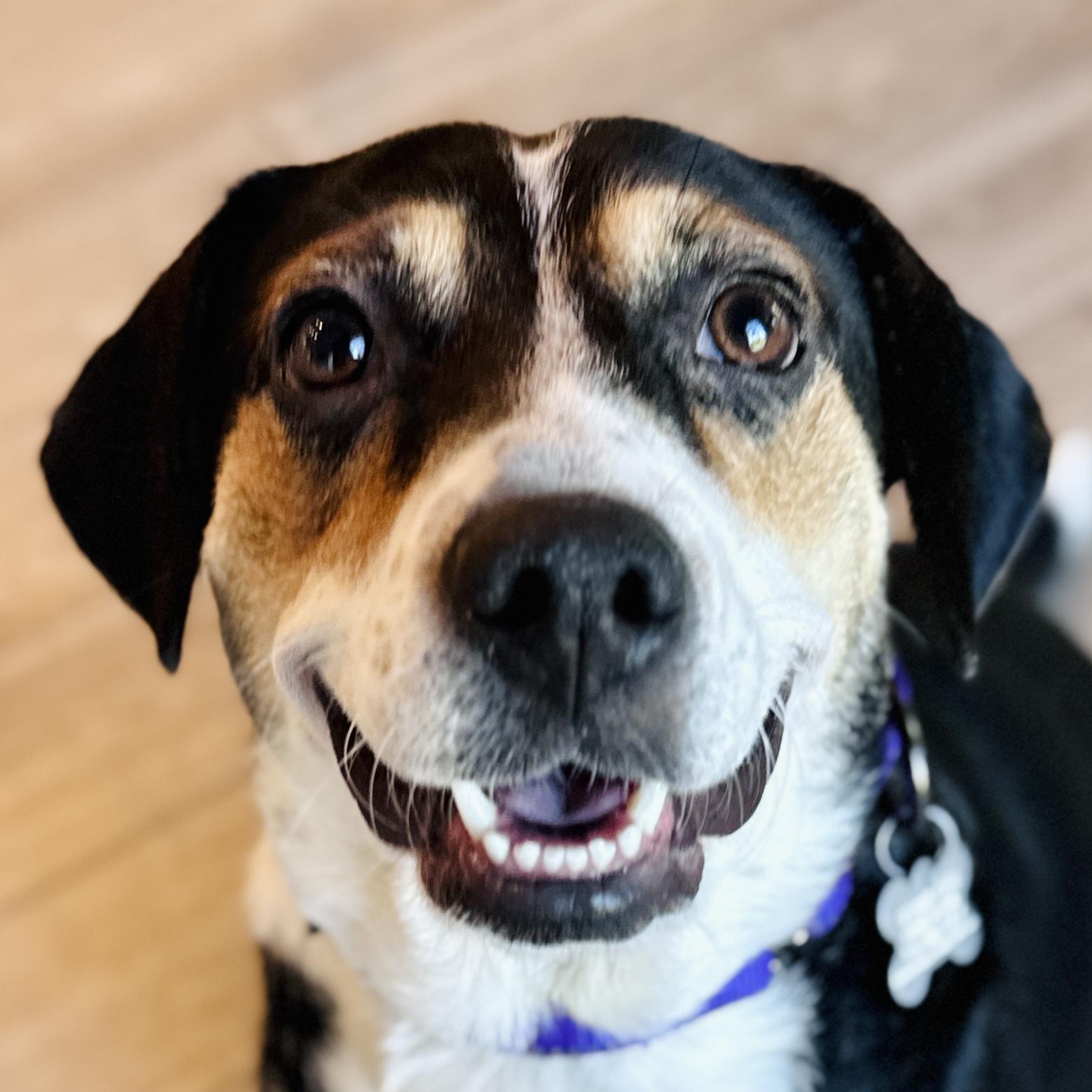 Shyla, an adoptable mixed breed in Palatine, IL image 1/6