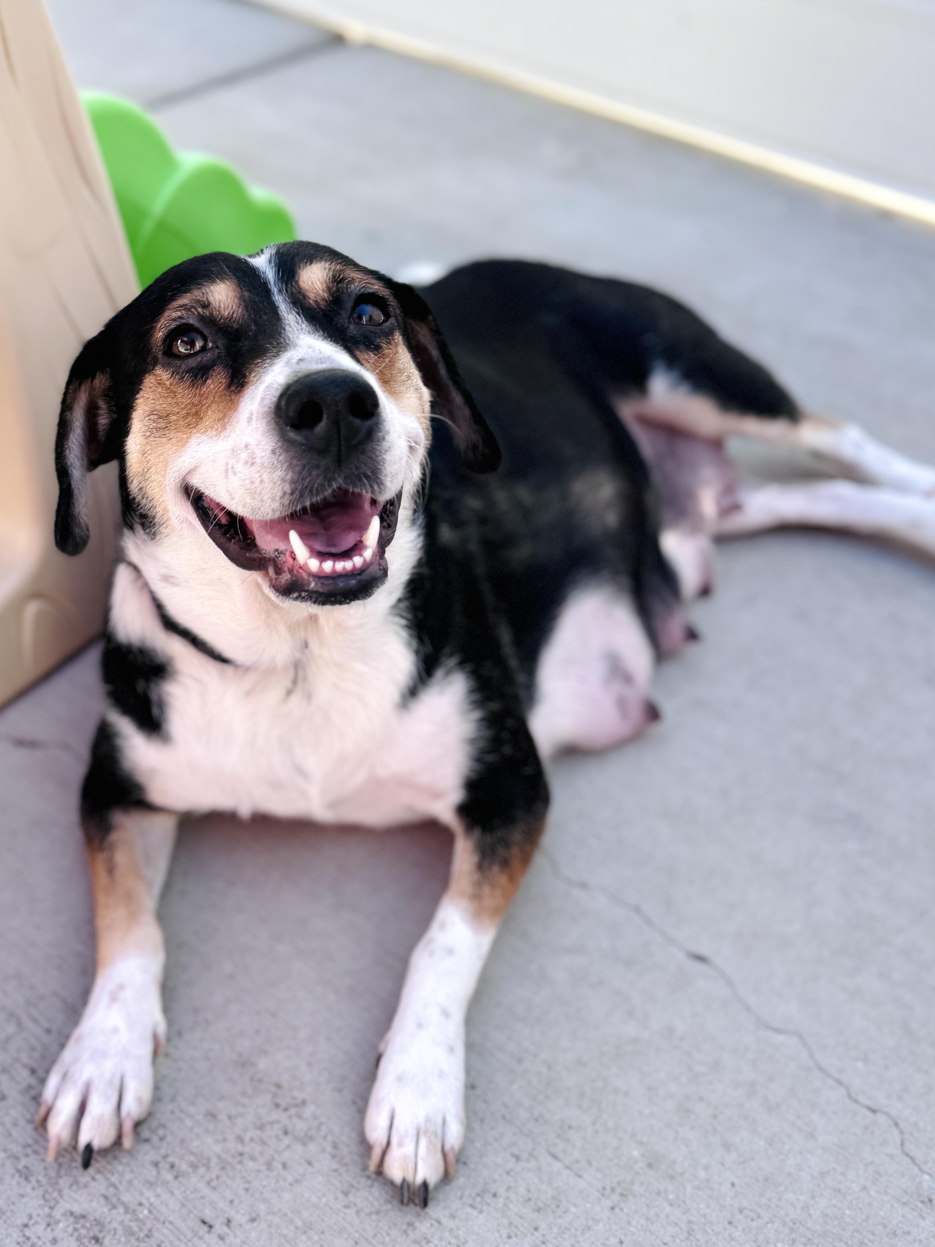 Shyla, an adoptable mixed breed in Palatine, IL image 3/6