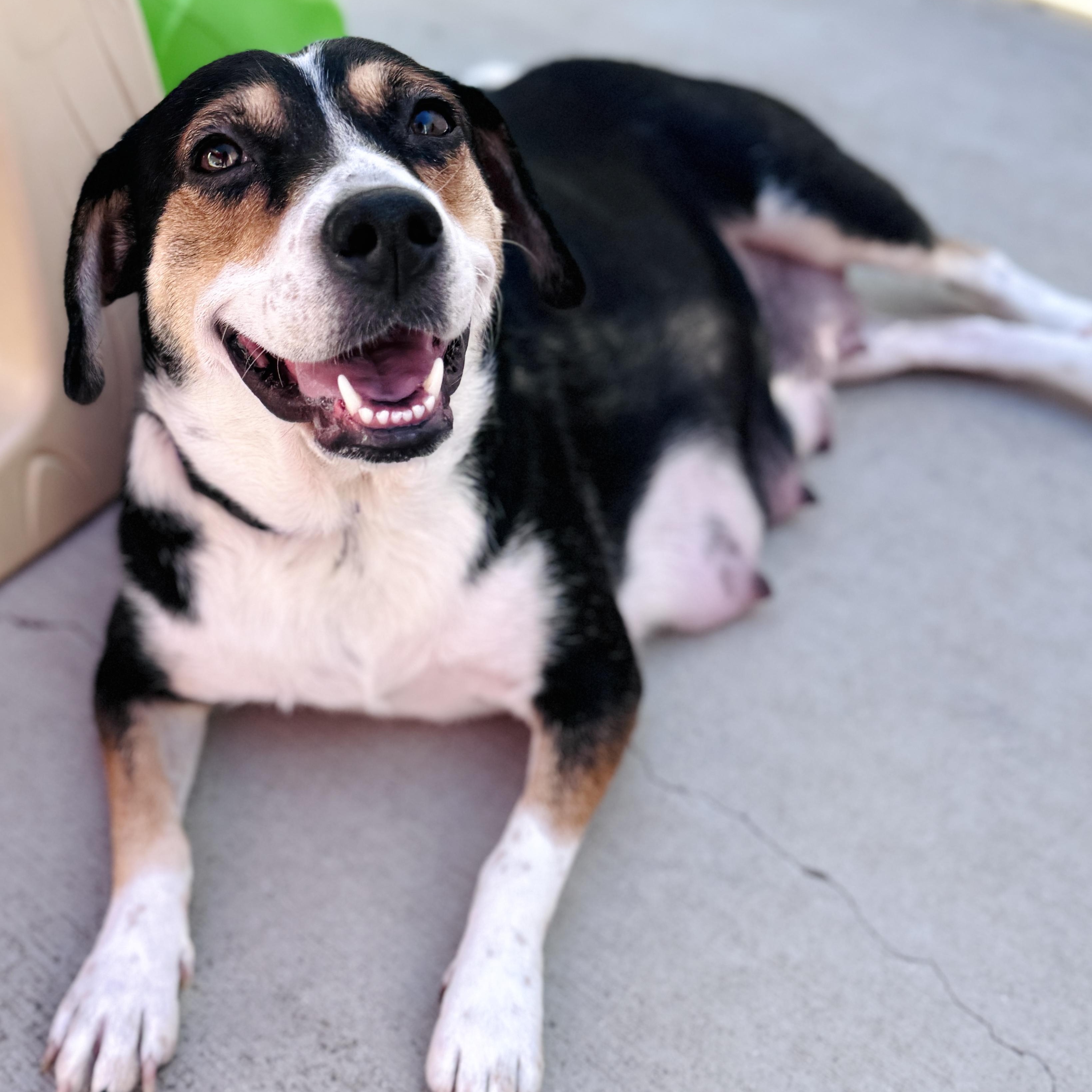 Shyla, an adoptable mixed breed in Palatine, IL image 4/6